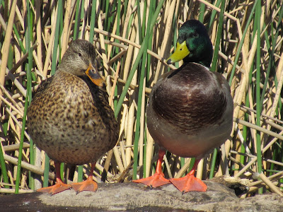 Sacramento National Wildlife Refuge