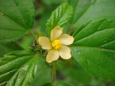 Sidaguri Flower