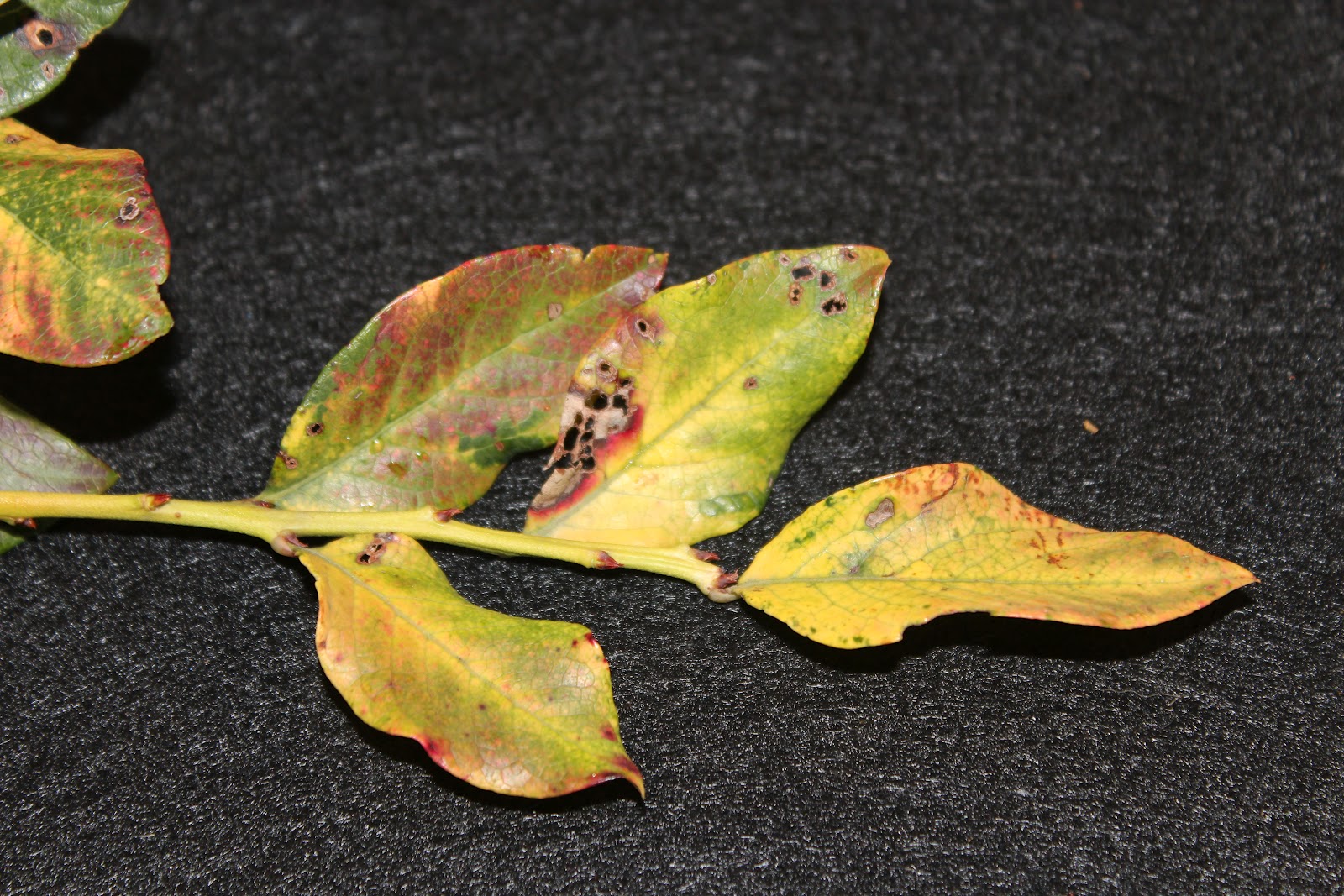 uk-diseases-of-fruit-crops-ornamentals-blueberry-mosaic-virus