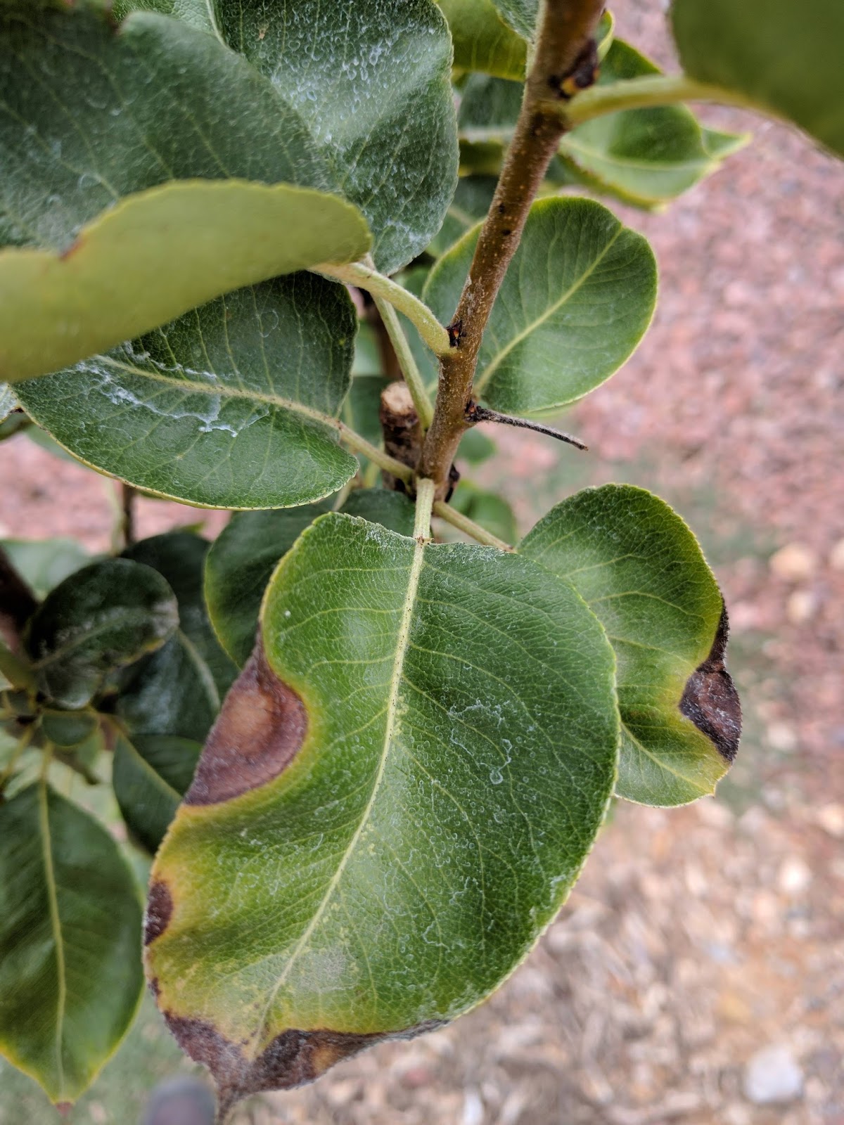 Xtremehorticulture of the Desert Leaf Edges Browning on Pear