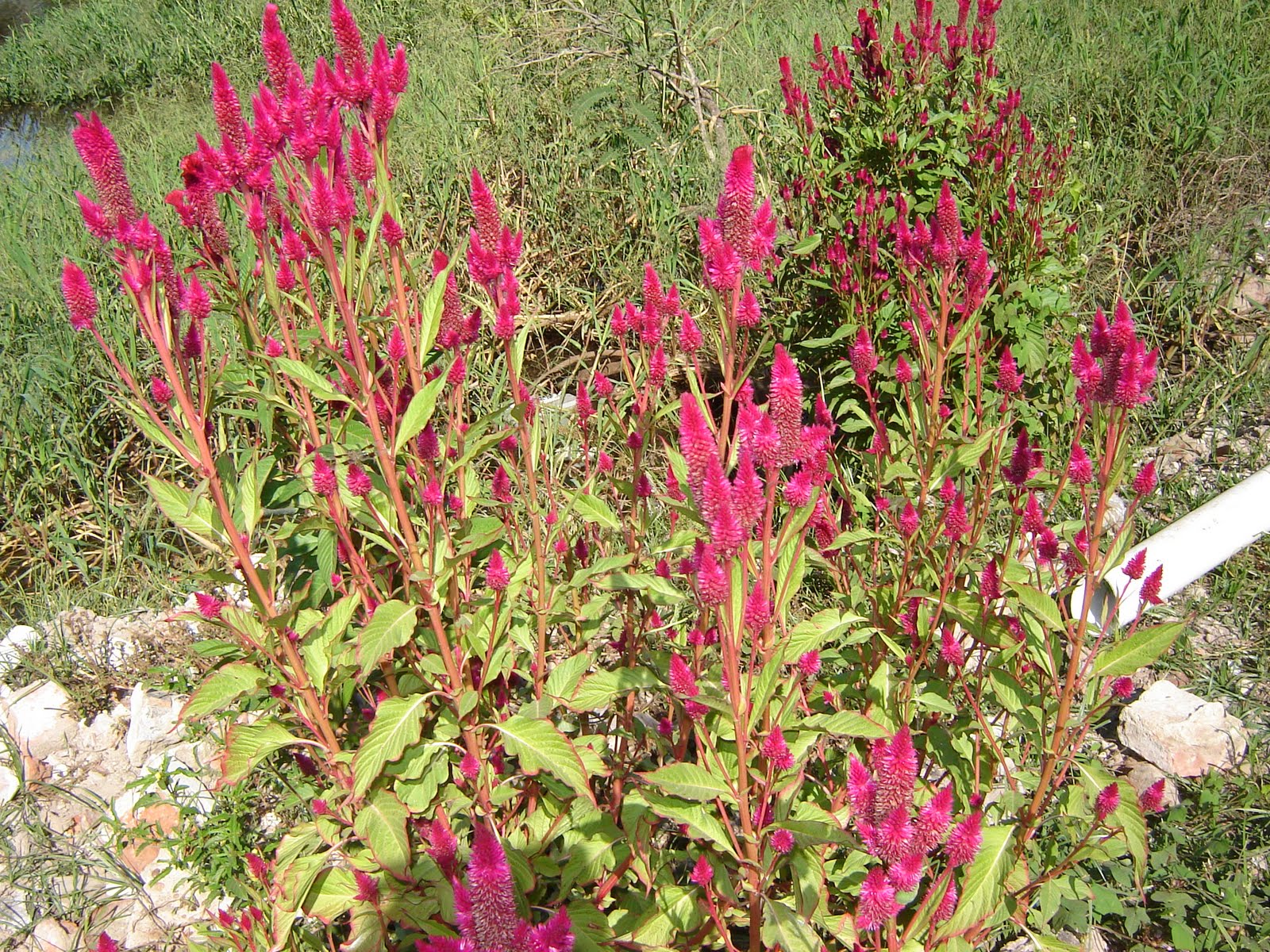 Cresta gallo cockscomb sjemenki celosia argentea hanekam cristata planta tierra sustrato hagearbeider jardineriaon tips flores propustiti nemoj priliku jord underlag
