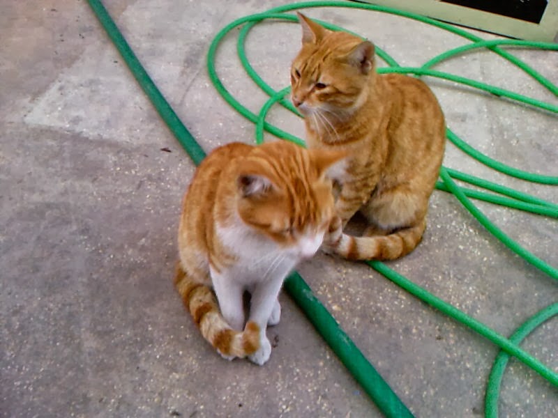 Başa gelen çekilir kedi mi