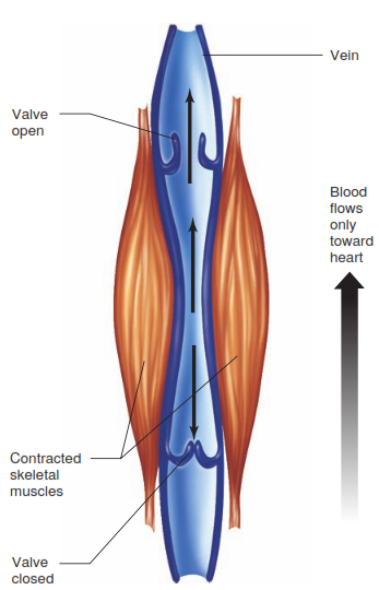 dr.knowledge: Determinants of Venous Pressure