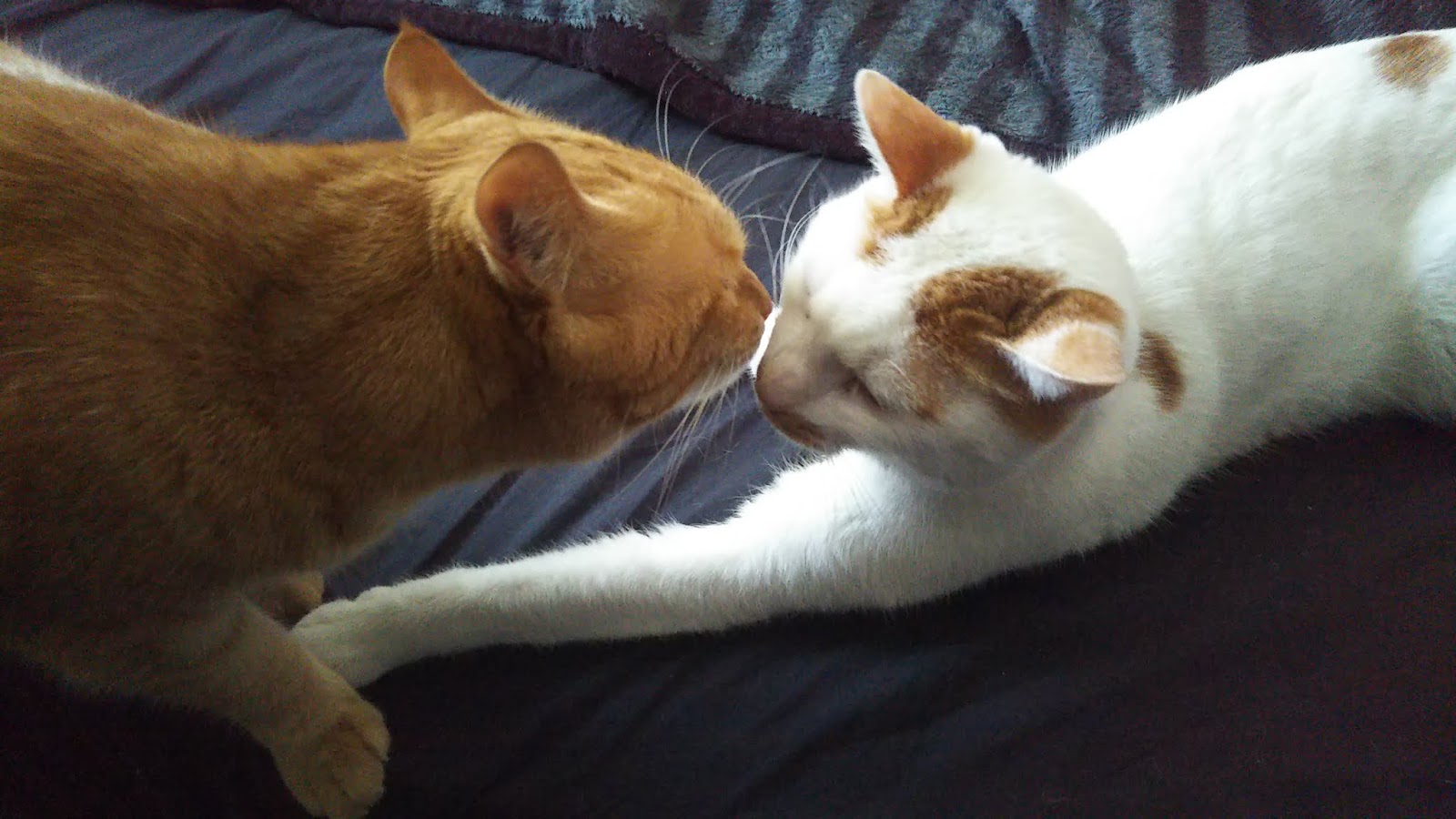 可愛い猫4匹の肉球祭り 猫癒やし画像付き ブロッコリーの猫パンチ