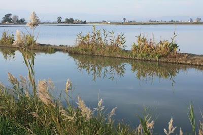 Ricefields near L'Encanyissada lagoon in Delta de l'Ebre