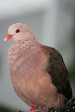 Pink Pigeon