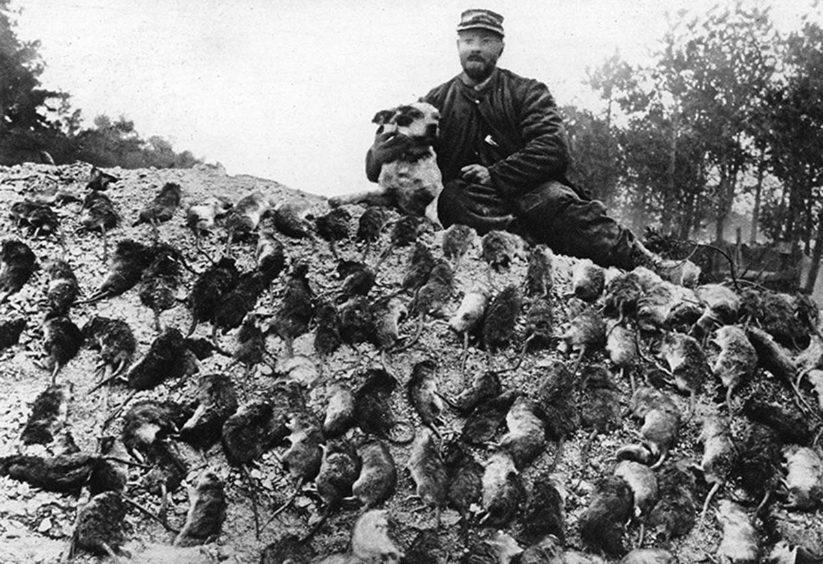 Cat Burning France Cat Burning France