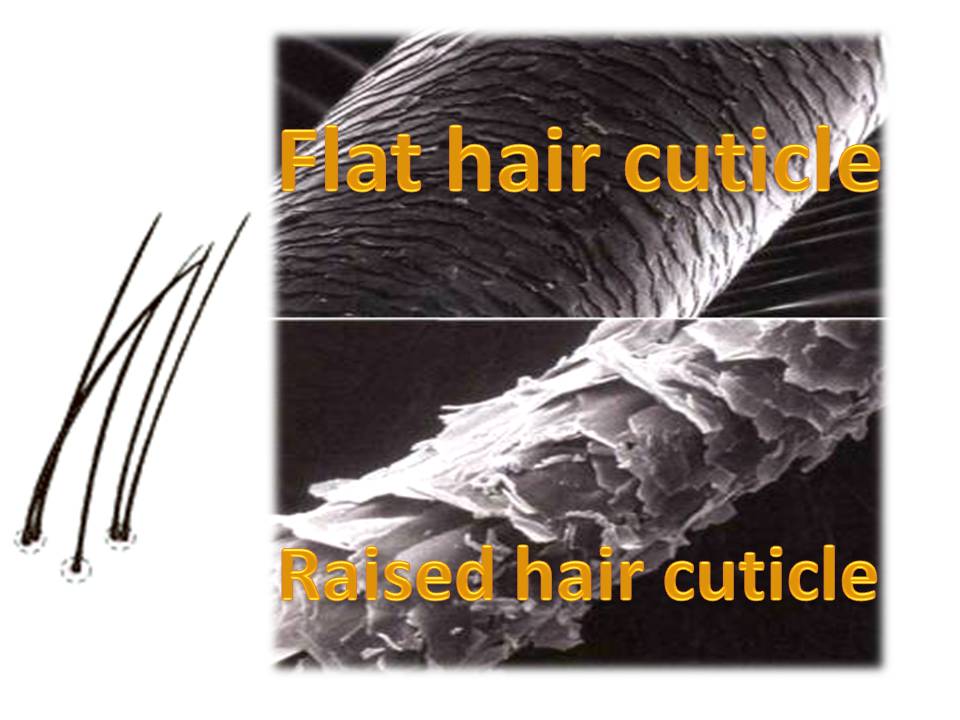 CoilyQueens™ Apple cider vinegar for your hair