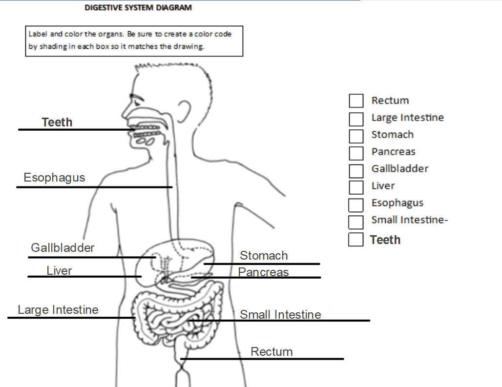 This is a quiz called digestive system labeling interactive and was created...