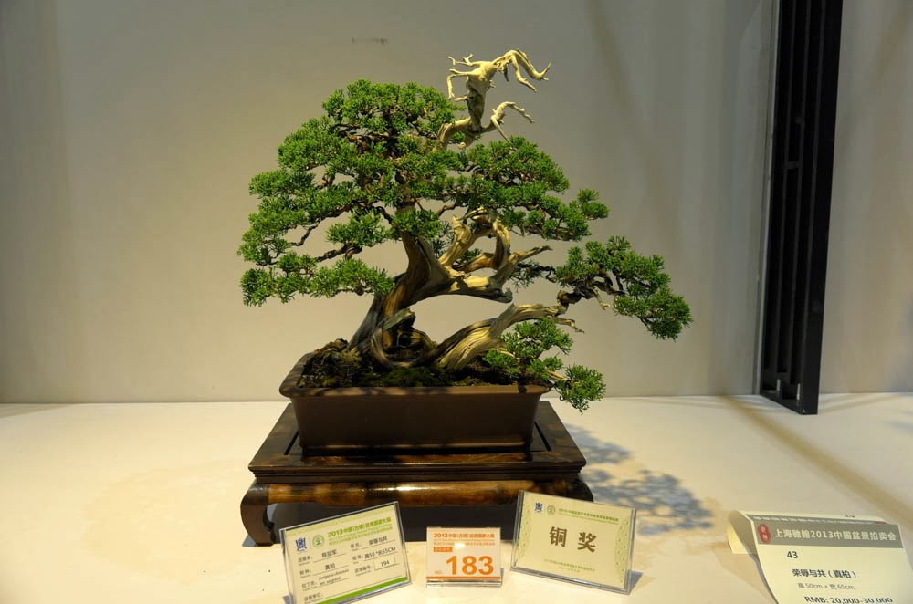 Yang Hsiu Bonsai 楊修: 2013