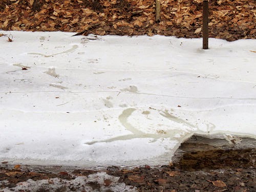 sliding deer tracks