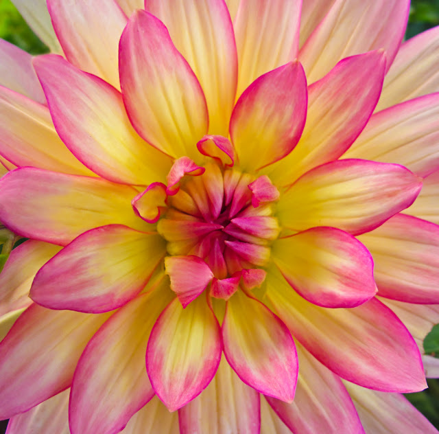 Pink & Yellow Dahlia - Floral Photography
