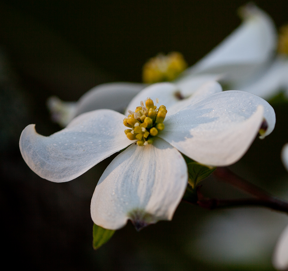 Mary Ann's View East Texas Flowering Dogwoods