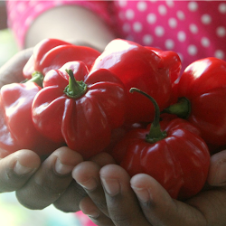 I like my chillies