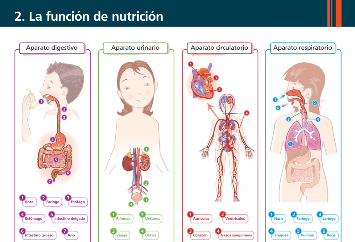 CUARTO PRIMARIA CIENCIAS NATURALES CUARTO PRIMARIA CIENCIAS NATURALES