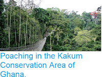 http://sciencythoughts.blogspot.com/2018/04/poaching-in-kakum-conservation-area-of.html
