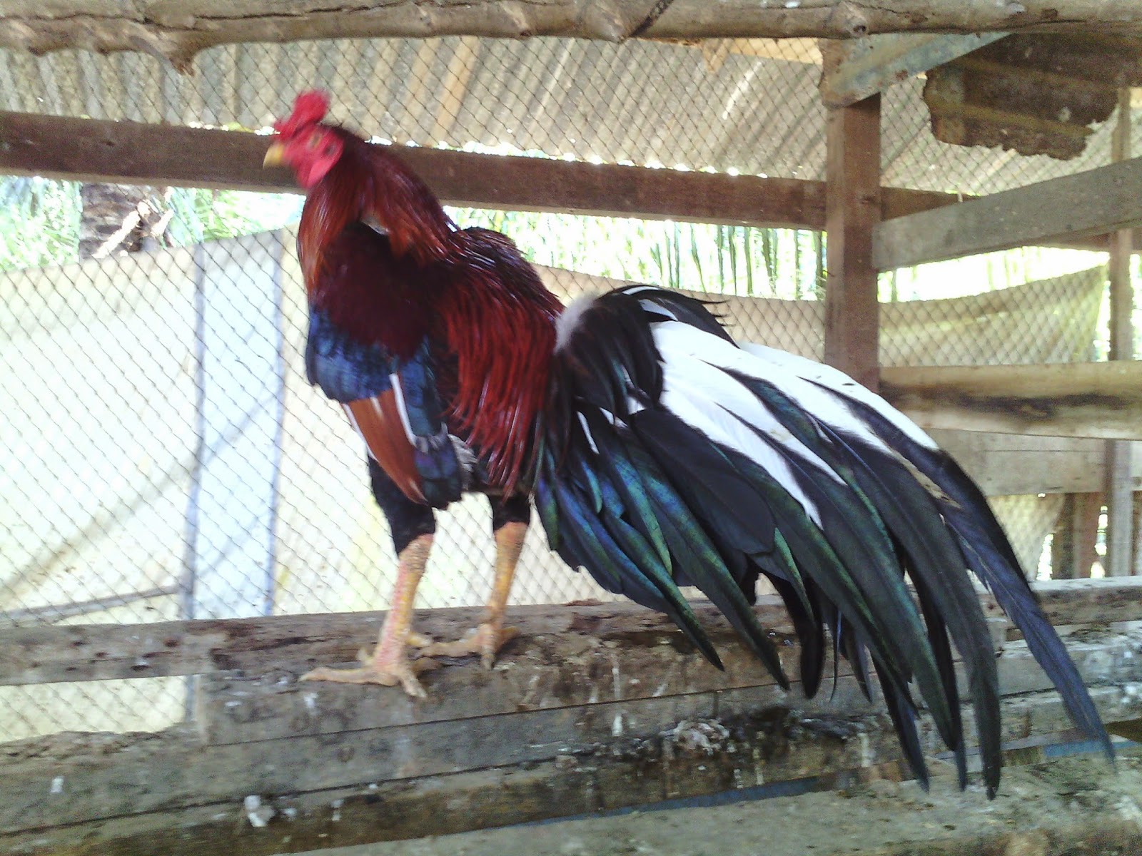 Pembiak Ayam Ratu LHK dan SG: Induk Ganoi Ori import dr otai