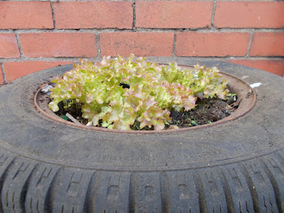 Lettuce growing in a car tyre Start growing your own Green Fingered Blog