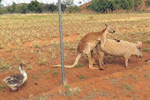 Kangaroo Orgy