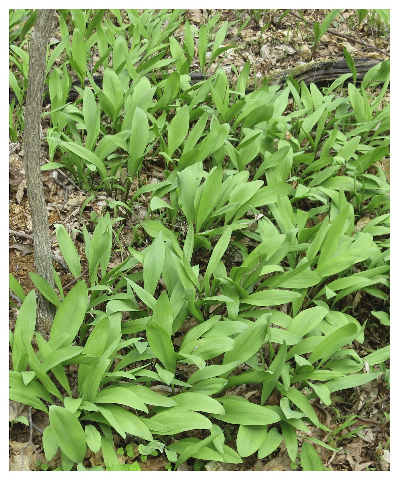 Plants Edible Ramps at Mary Tylor blog