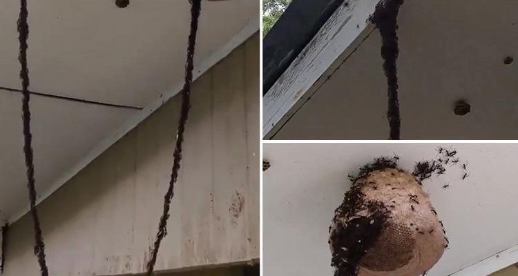 An Astounding Army Of Ants 'Built' A Bridge To Attack Wasp Nest (Video) An Astounding Army Of Ants 'Built' A Bridge To Attack Wasp Nest (Video)