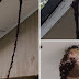 An Astounding Army Of Ants 'Built' A Bridge To Attack Wasp Nest (Video)