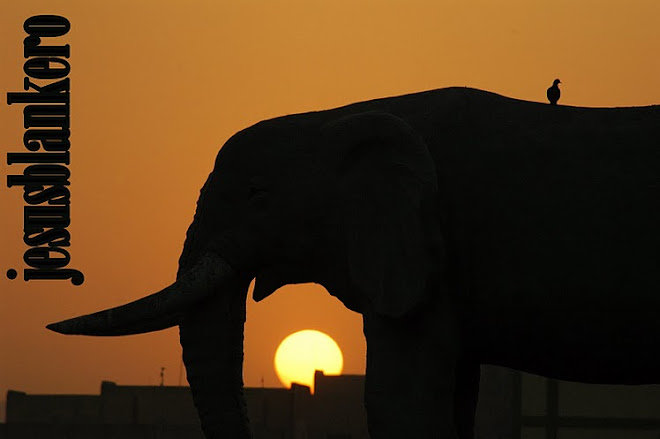 elefante bamako