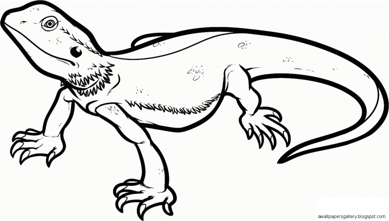Draco Lizard Pages Coloring Pages