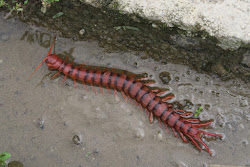 centipede malaysian cherry highlands cameron everywhere attempt unpleasant extremely