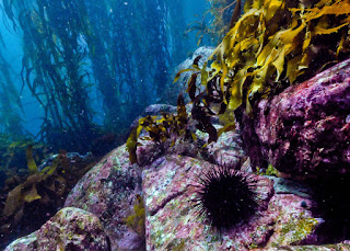 kelp forest, urchin barren