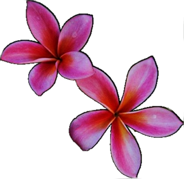 46+ Bunga Kamboja Png - GAMBAR BUNGA