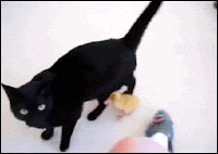 Funny Cat GIF • Baby duck sticks with Mama cat. “Leave me alone, I am not your mother!”
