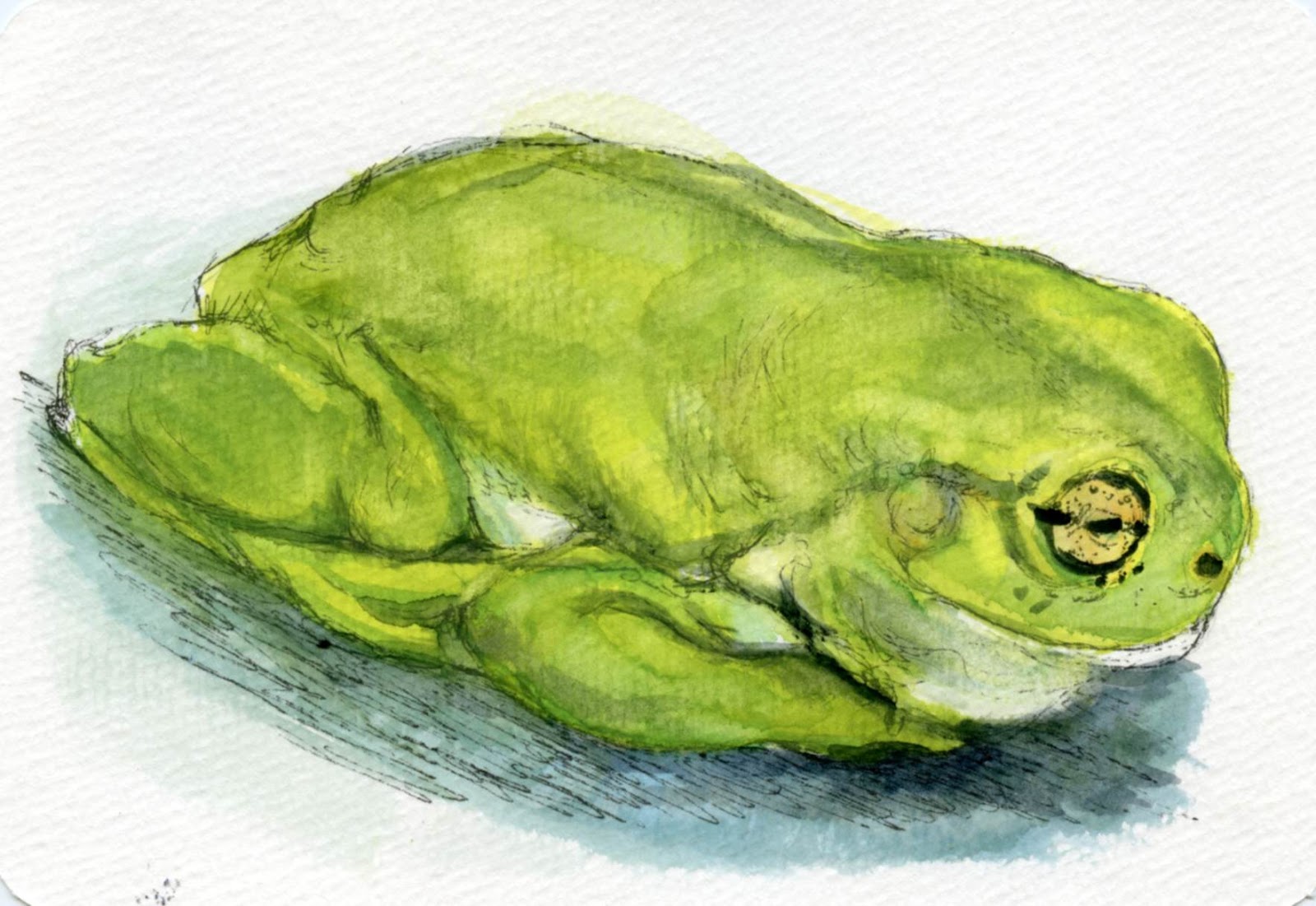 Postcards For The Lunch Bag Dumpy Tree Frog It Is Thought That First Specimen Brought To London In 1790 May Have Turned Blue From Its Alcohol Preservation Thus Resulting The Name