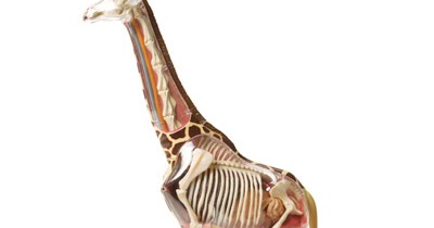 [BB-Blog]: Giraffe anatomy model.