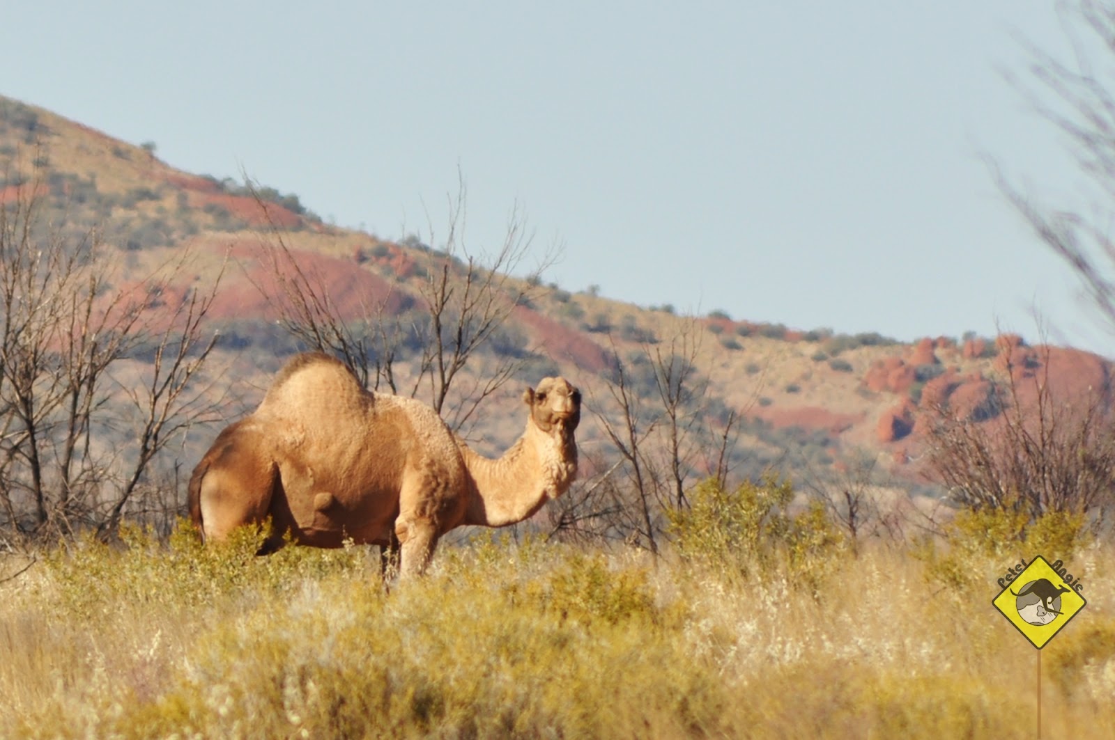 P&A GoGoGo 2 Uluru Kata Tjuta National Park I