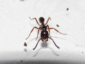 A Leptogenys ant worker