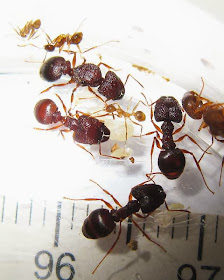 The minor and major workers with a gyne and brood of a rare trimorphic species of Pheidole ant