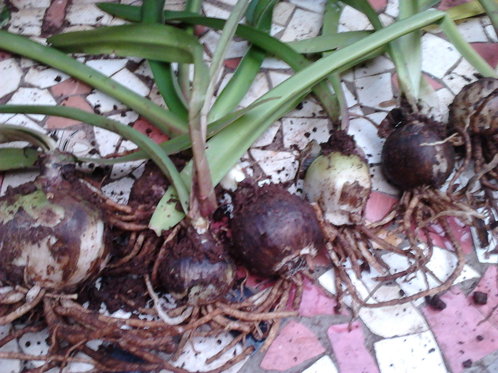 Garden Care Simplified How to Plant Bulbs and Care of Bulbs Plants