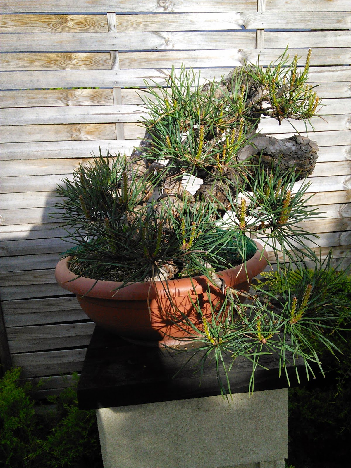 el bonsái según el drink team Época de pinzado