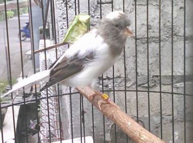 Koleksi Foto Kenari Panda Putih Abu Kenari Online Bandung