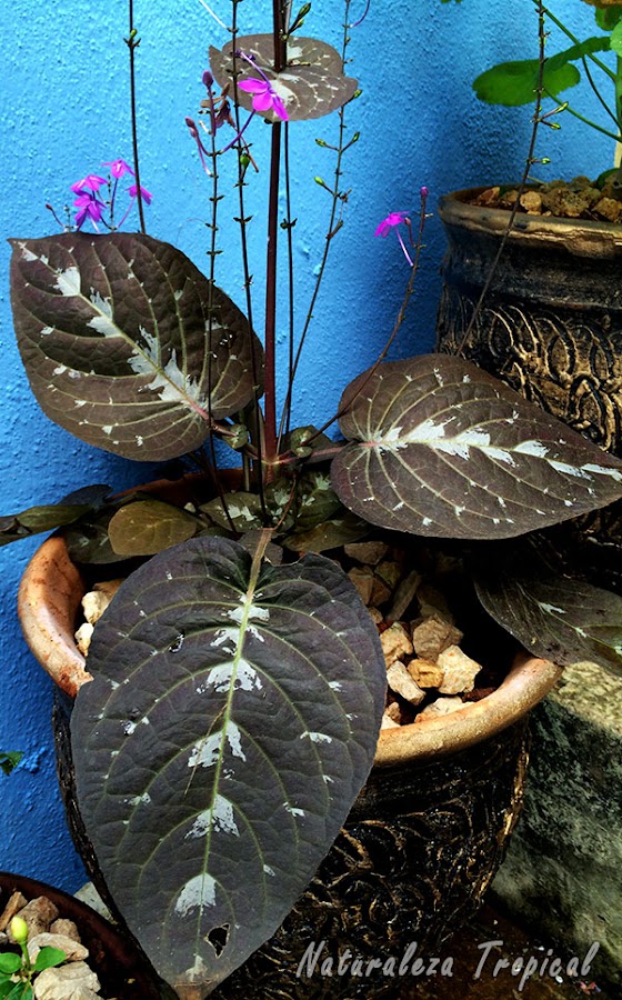 La Planta de Chocolate en maceta, Pseuderanthemum alatum