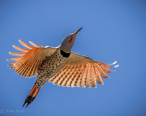 Feather Tailed Stories: Northern Flicker (red-shafted, Western)