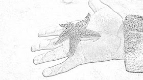 Starfish sea stars coloring pages coloring.filminspector.com