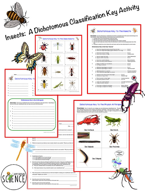 Amy Brown Science Insects A Dichotomous Classification Key
