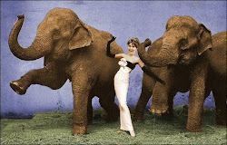 Palin of the Elephants