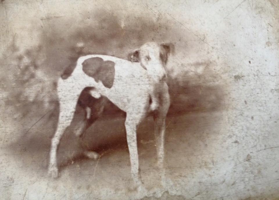 Whippet History References