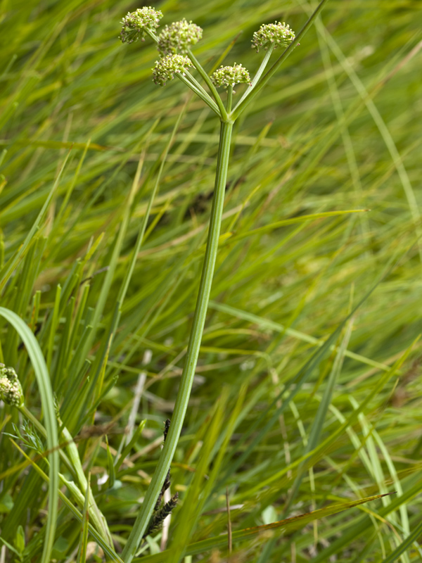 Paseos por la naturaleza Selinum pyrenaeum. Apio seco.