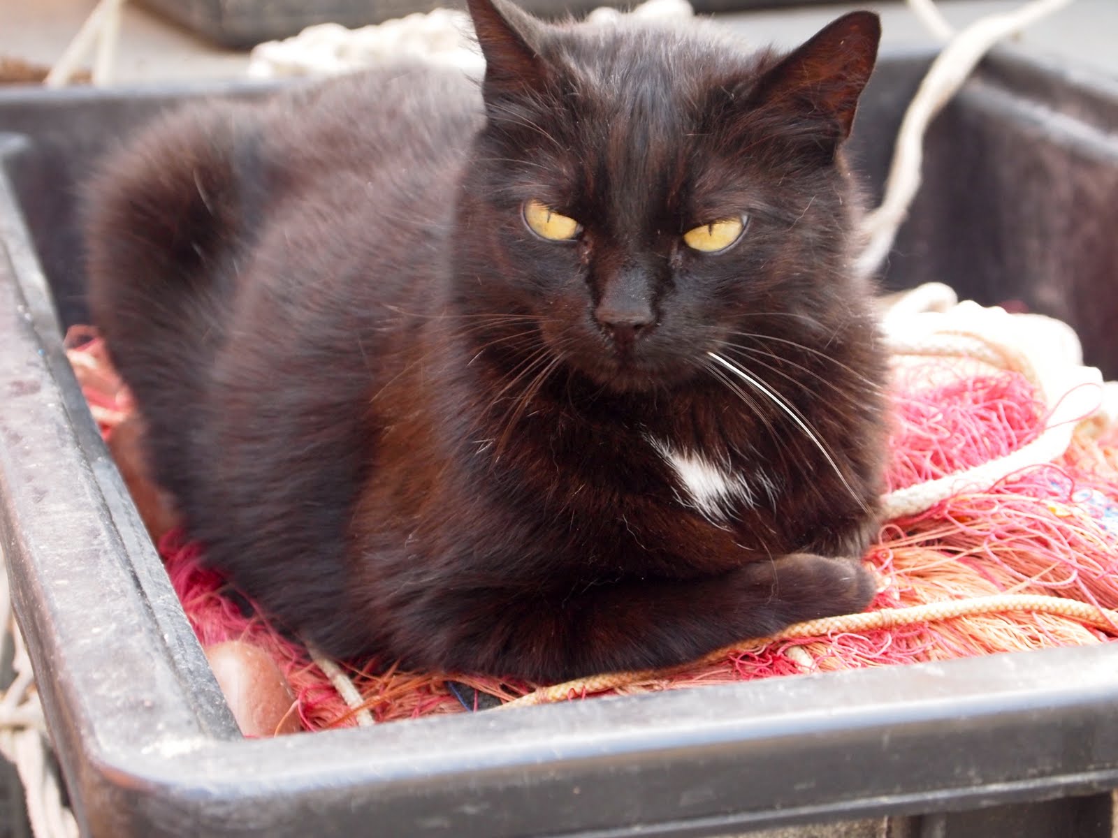 Catsparella: Beautiful Images of Cats in Italy (Reader Submitted)
