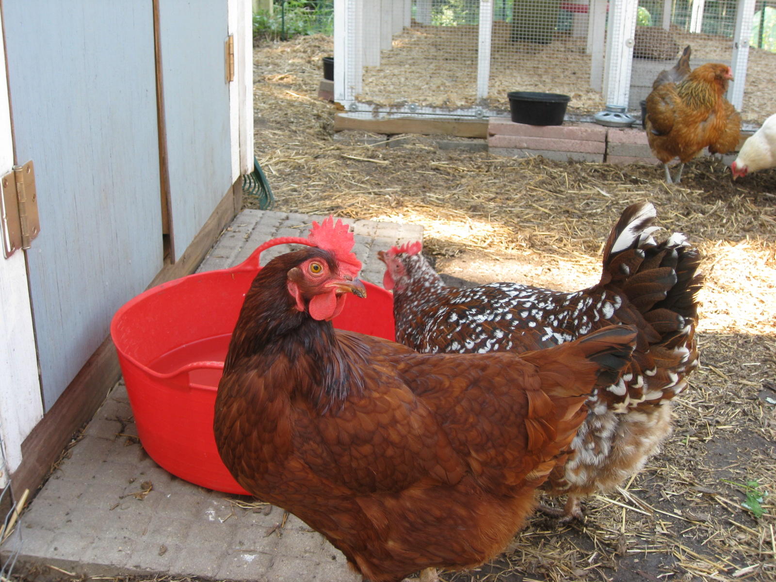 Red Bucket Farm Cooling the Hens