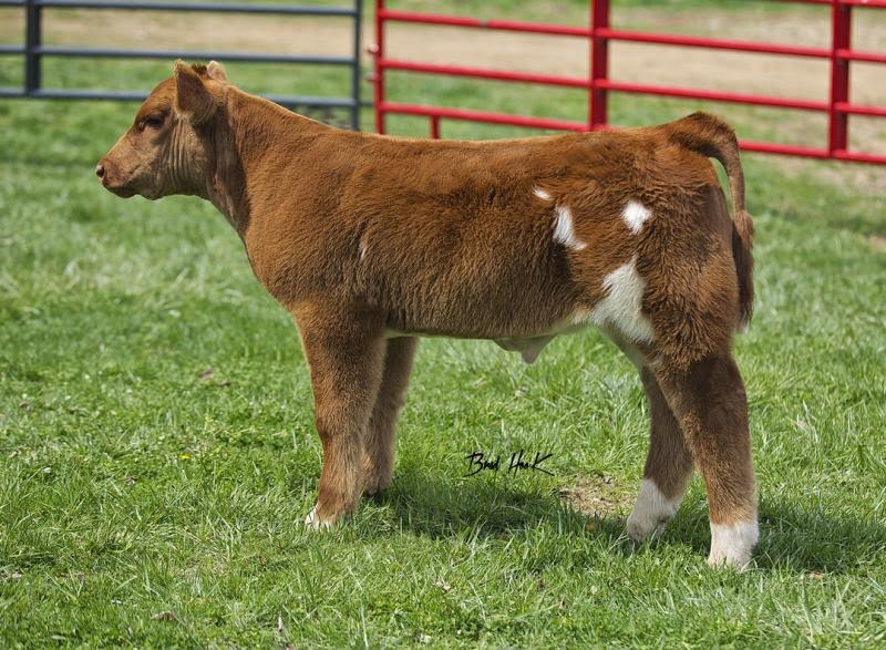 RCC Blog Deep Woods Farms Show Cattle Online Club Calf Sale
